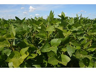 Property photo 19 - 233 +/- Acres Offered in 3 Tracts, Ohio Land Auction